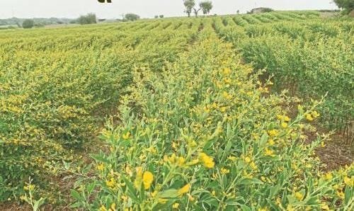 तूर शेती